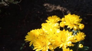 НАШ ОСЕННИЙ САД