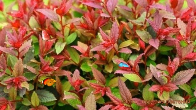 Спирея японская Дабл Плей Биг Бэнг 🌿 обзор: как сажат? смотреть онлайн