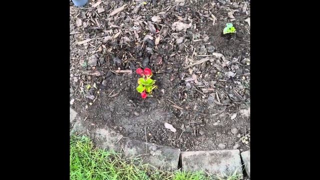 Как оформить приствольный круг вокруг дерева! смотреть онлайн