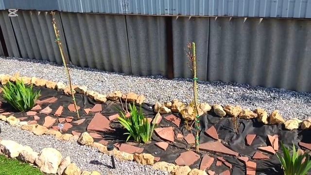 Как сформировать дерен на штамбе? Легко и просто 🥰Нов смотреть онлайн