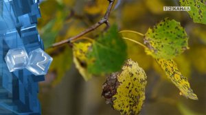 О погоде на предстоящую неделю рассказали синоптики кемеровского гидрометцентра