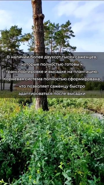 Саженцы голубики ТИХОЕ ФХ – собственная лаборатория I смотреть онлайн