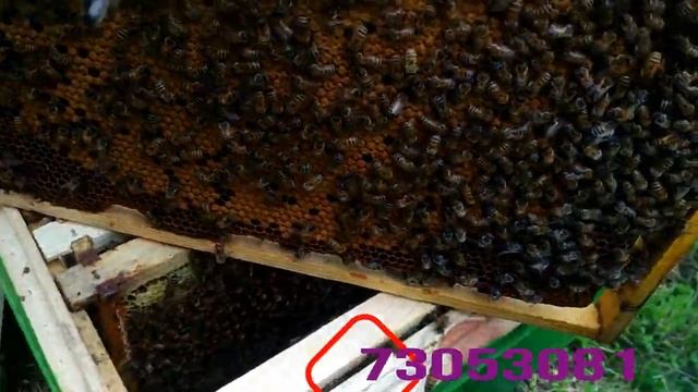 Бакфаст лінії B-200 f-1 #Відводок #засів #бджоломатки смотреть онлайн