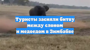 Туристы засняли битву между слоном и медоедом в Зимбабве