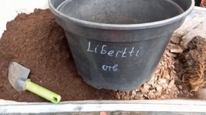 Размножение голубики методом ОТВОДКИ и ДЕЛЕНИЕМ КУСТ?