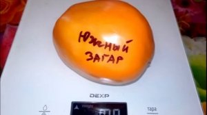 Томат Южный загар