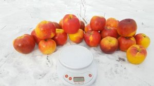 Яблоня Богемия