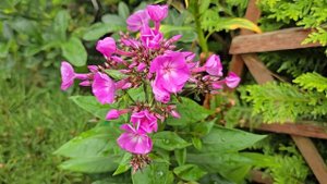 Лилии 2025 года 29 июня!ЛА гибриды!#love #lily #лилии #лилия #natur