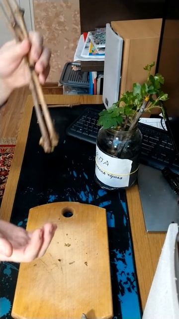 Виноград, укоренение черенков. Старый забытый способ. смотреть онлайн