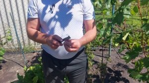 Обзор сорта винограда Велес!