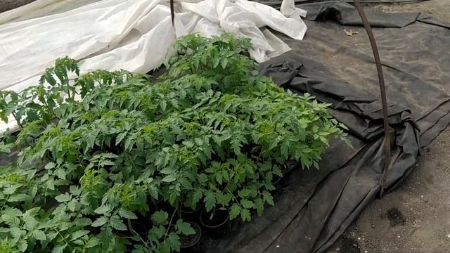 Томат в пленочной теплице. Обзор рассады! смотреть онлайн