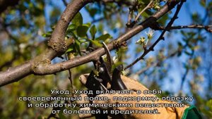 Яблоня Глостер
