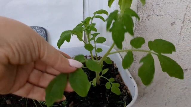 Огород на балконе смотреть онлайн