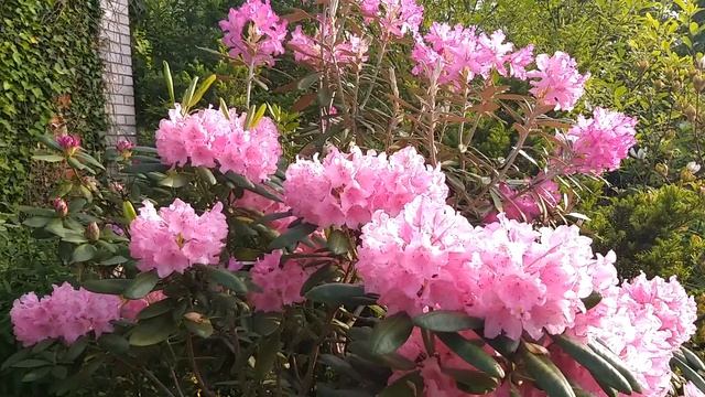 Рододендроны вечнозелёные. 08.06.2025 смотреть онлайн