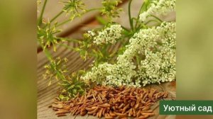 Тмин . Польза,уход,применение в кулинарии.