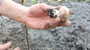 КАК И ГДЕ РАСТУТ ШАМПИНЬОНЫ?КАК ВЫРАСТИТЬ ГРИБЫ У СЕБЯ