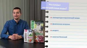 Питьевой режим: сколько воды нужно кошке/собаке