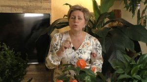 РОСКОШНЫЙ ЦВЕТОК ДЛЯ ВАШЕГО ДОМА!