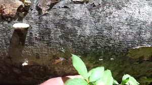 Белый горный в Крыму начал ПОПАДАТЬСЯ, грибы вешенка, ?