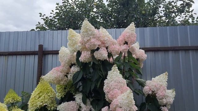 233#Середина августа//Гортензии начинают менять цвет//15. смотреть онлайн