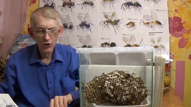 Жалящие Осы и Пчелы: В Чем Разница? Какое разнообразие? смотреть онлайн