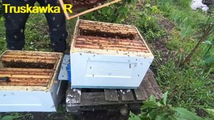 #Пчёлы. Расширяем семьи вторыми корпусами. Новое распл
