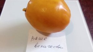 Томат Ваше величество