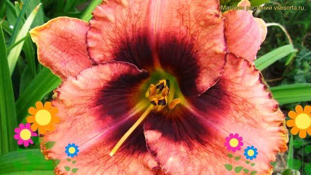 Лилейник гибридный Овесом Блоссом. Краткий обзор, опи? смотреть онлайн