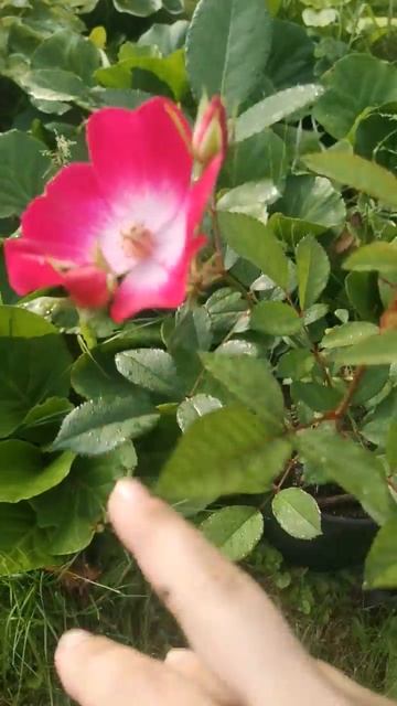 Мускусный гибрид Букаву. Черенок-однолетка. #shorts смотреть онлайн