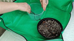 Монстера укоренилась в воде. Пересадила в грунт на фит