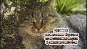 ДНЕВНИК лесного кота Барсика: «Медитативная пауза » - 6 сентября 2025 года