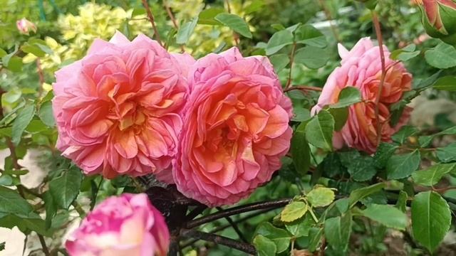 Роза Абрахам Дерби смотреть онлайн