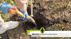 Осенняя посадка тюльпанов и других луковичных. Сроки,