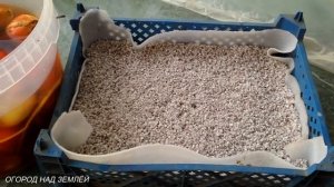 ЛУК НА ПЕРО/ПОСАДКА ИНТЕРЕСНЫМ СПОСОБОМ.