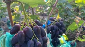 Тимоти, очень рання форма винограда с отличными показ?