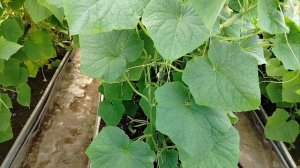 супер урожайные сорта огурцов