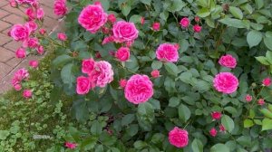 Роза Elmshorn для средней полосы России.