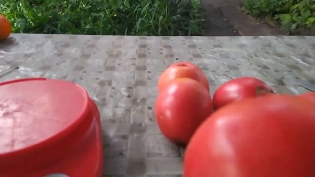 Любимые сорта томатов в открытом грунте. Сезон 2022 смотреть онлайн