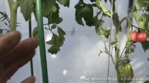 Томаты Алый мустанг, Инжир розовый, Инжир желтый и Под?