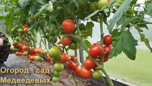 Устойчивые к кладоспориозу сорта томатов