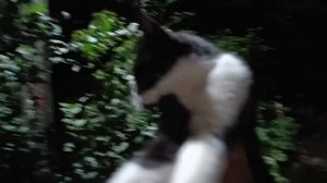 😭В районе балки появилась вот такая худенькая, молоденькая девочка. Она кидается всем под ноги. Ско