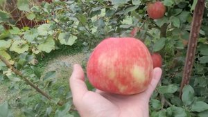 Яблоня Хани Крисп Apple Honeycrisp