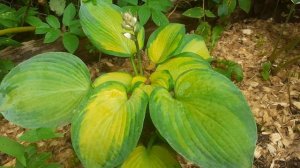 хоста CAPTAIN KIRK