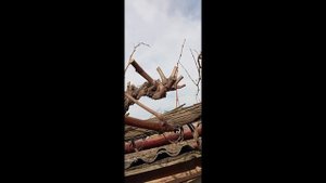 Виноград кишмиш Юпитер на арке. Весенняя короткая обр?