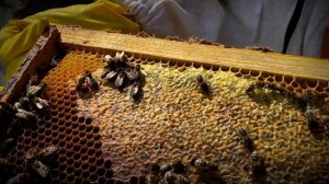 Первая весенняя ревизия пчел! ФНЦ Пчеловодства