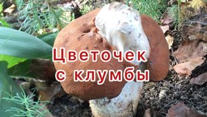 Белый гриб вырос на клумбе с цветами
