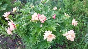 Такая переменчивая. ИТО пион  Джулия Роуз в жарком сез?