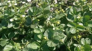 ХАДЕМАР. Очень урожайный НСД сорт. Что может быть лучш?