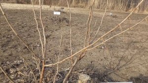 Обрезка Фундука и начало цветения.