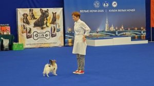 1000013436.mp4.Зоя Ковалева.Танцы с собаками.Показательные выступления.Зоошоу.24.08.2025.